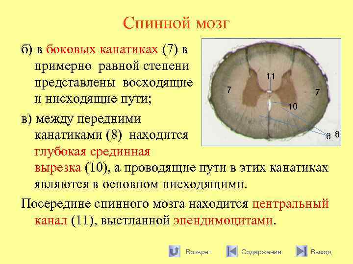 Спинной мозг б) в боковых канатиках (7) в примерно равной степени 11 представлены восходящие