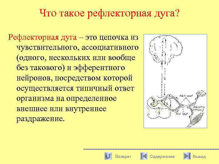 Что такое рефлекторная дуга? Рефлекторная дуга – это цепочка из чувствительного, ассоциативного (одного, нескольких