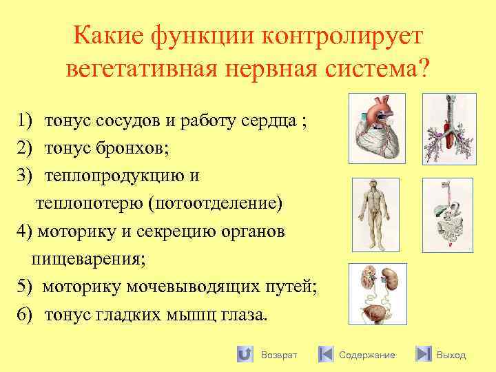 Какие функции контролирует вегетативная нервная система? 1) тонус сосудов и работу сердца ; 2)