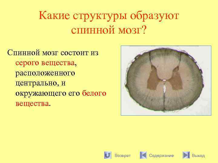 Какие структуры образуют спинной мозг? Спинной мозг состоит из серого вещества, расположенного центрально, и