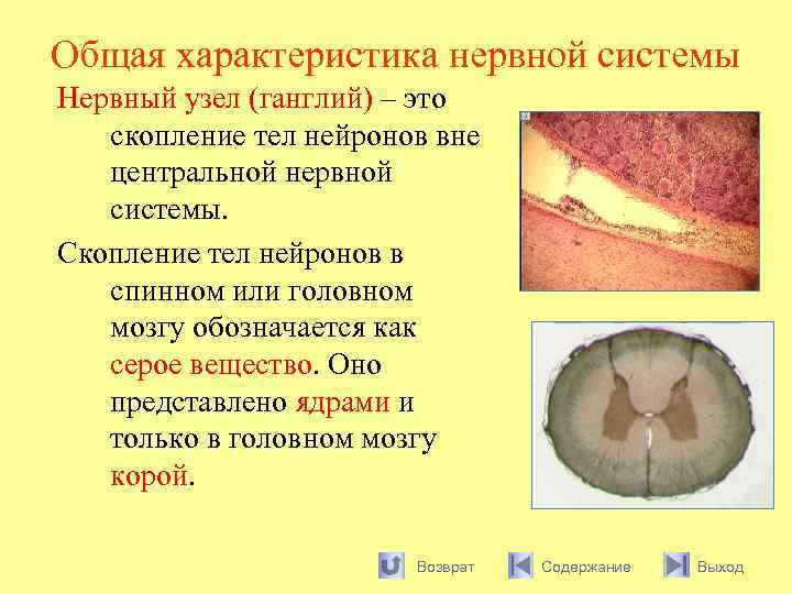 Общая характеристика нервной системы Нервный узел (ганглий) – это скопление тел нейронов вне центральной