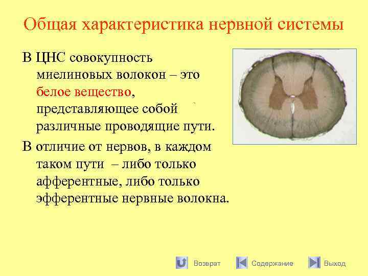 Общая характеристика нервной системы В ЦНС совокупность миелиновых волокон – это белое вещество, представляющее