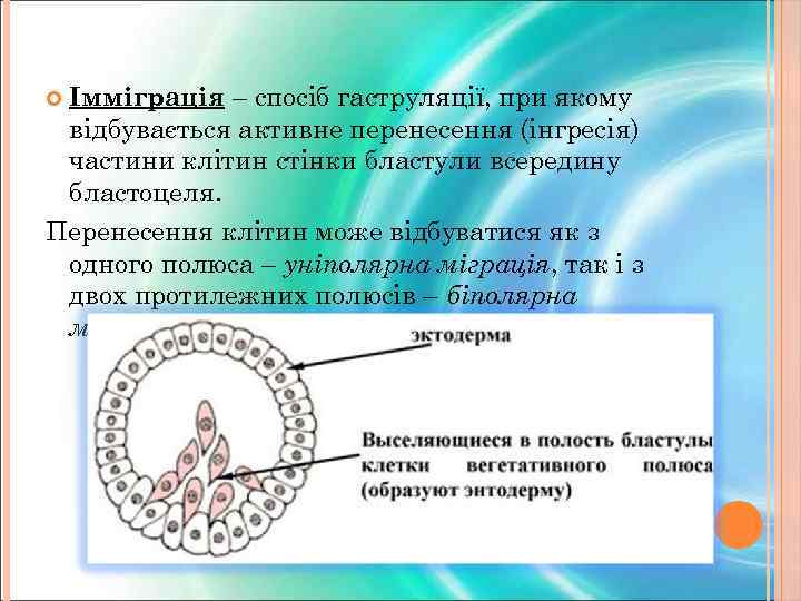 Імміграція – спосіб гаструляції, при якому відбувається активне перенесення (інгресія) частини клітин стінки бластули