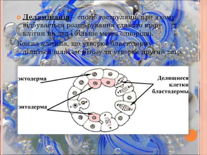 Делямінація – спосіб гаструляції, при якому відбувається розшарування єдиного шару клітин на два і