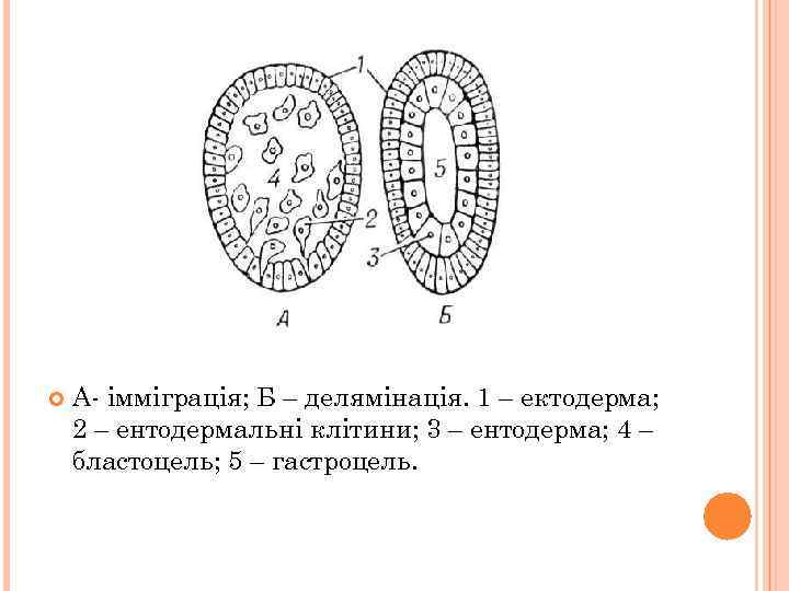  А- імміграція; Б – делямінація. 1 – ектодерма; 2 – ентодермальні клітини; 3