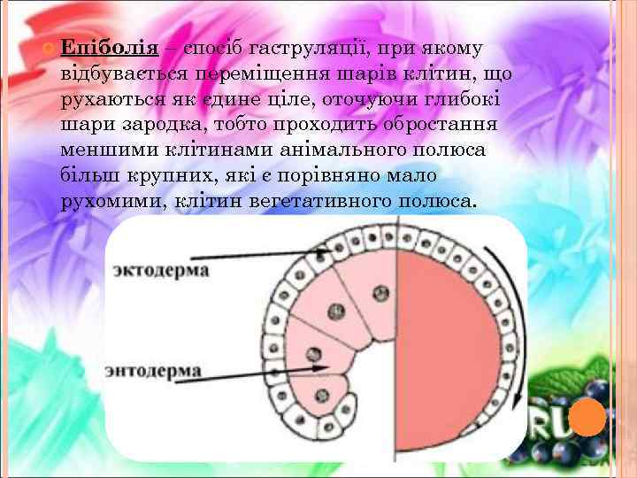  Епіболія – спосіб гаструляції, при якому відбувається переміщення шарів клітин, що рухаються як