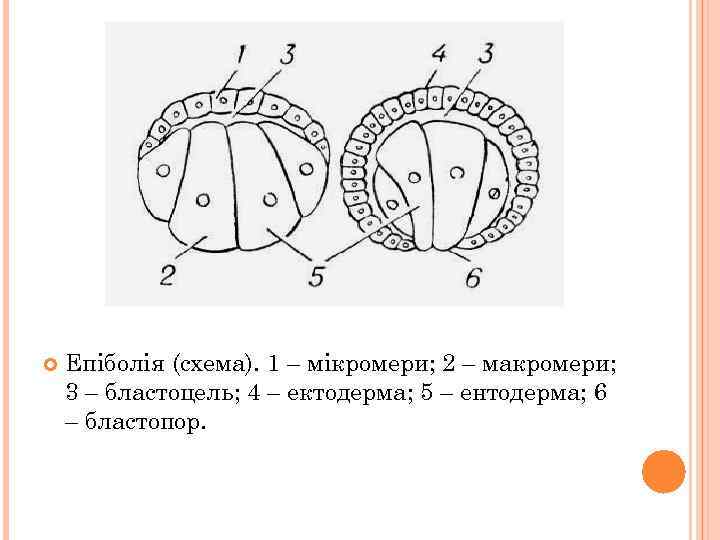  Епіболія (схема). 1 – мікромери; 2 – макромери; 3 – бластоцель; 4 –