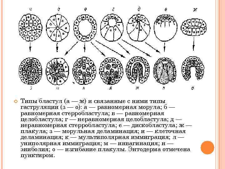 Дробление бластула гаструляция. Типы бластул гистология. Целобластула гаструляция. Тип бластулы ланцетника. Тип бластулы у птиц.