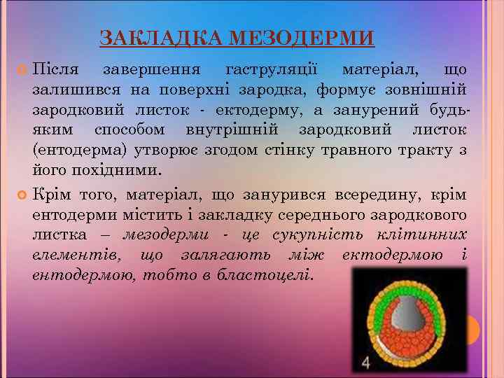 ЗАКЛАДКА МЕЗОДЕРМИ Після завершення гаструляції матеріал, що залишився на поверхні зародка, формує зовнішній зародковий
