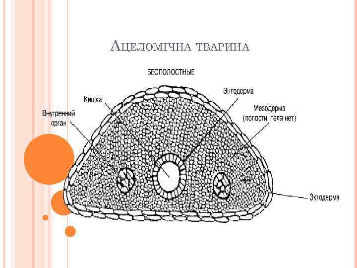 АЦЕЛОМІЧНА ТВАРИНА 