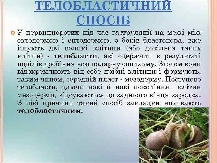 ТЕЛОБЛАСТИЧНИЙ СПОСІБ У первинноротих під час гаструляції на межі між ектодермою і ентодермою, з