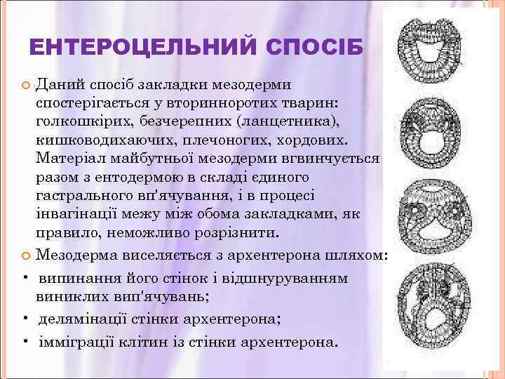 ЕНТЕРОЦЕЛЬНИЙ СПОСІБ Даний спосіб закладки мезодерми спостерігається у вторинноротих тварин: голкошкірих, безчерепних (ланцетника), кишководихаючих,