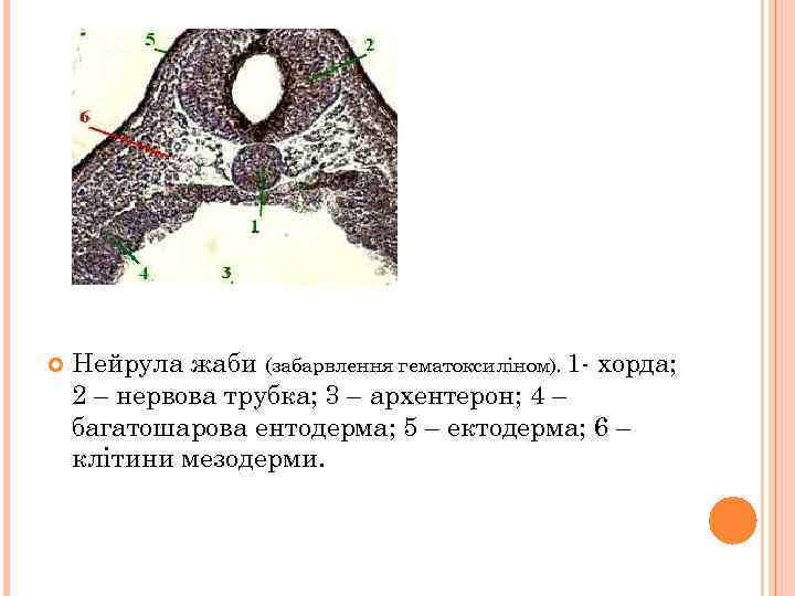  Нейрула жаби (забарвлення гематоксиліном). 1 - хорда; 2 – нервова трубка; 3 –