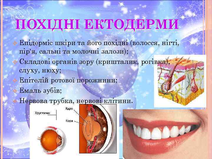 ПОХІДНІ ЕКТОДЕРМИ Епідерміс шкіри та його похідні (волосся, нігті, пір'я, сальні та молочні залози);