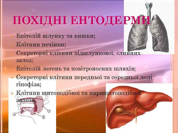 ПОХІДНІ ЕНТОДЕРМИ Ø Ø Ø Епітелій шлунку та кишки; Клітини печінки; Секреторні клітини підшлункової,