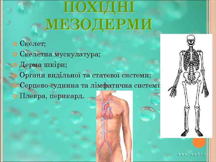 ПОХІДНІ МЕЗОДЕРМИ Скелет; Скелетна мускулатура; Дерма шкіри; Органи видільної та статевої системи; Серцево-судинна та