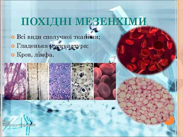 ПОХІДНІ МЕЗЕНХІМИ Всі види сполучної тканини; Гладенька мускулатура; Кров, лімфа. 