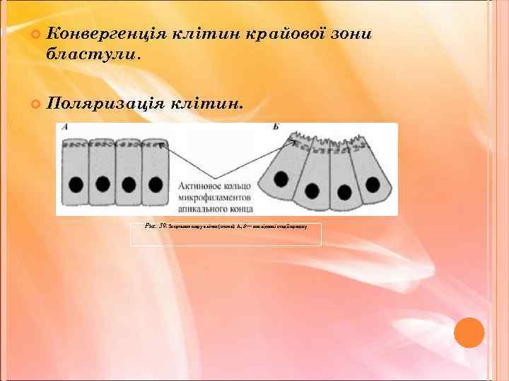  Конвергенція клітин крайової зони бластули. Поляризація клітин. Рис. 39. Звертання шару клітин (схема):