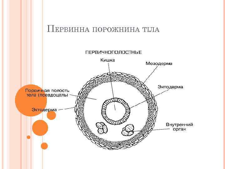 ПЕРВИННА ПОРОЖНИНА ТІЛА 