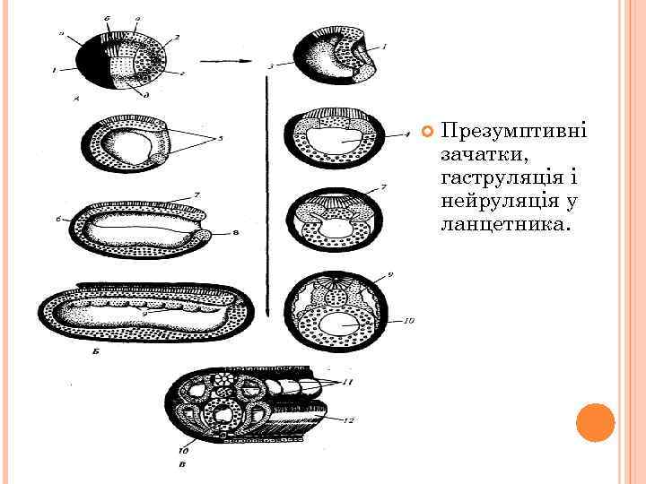  Презумптивні зачатки, гаструляція і нейруляція у ланцетника. 