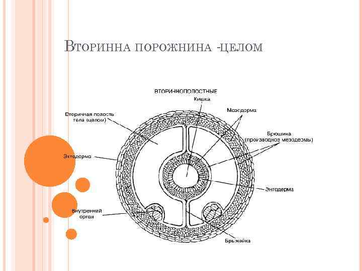ВТОРИННА ПОРОЖНИНА -ЦЕЛОМ 
