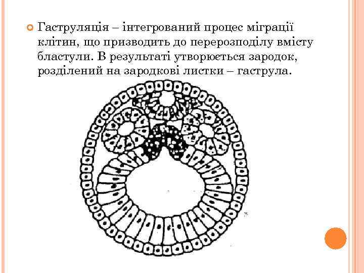  Гаструляція – інтегрований процес міграції клітин, що призводить до перерозподілу вмісту бластули. В