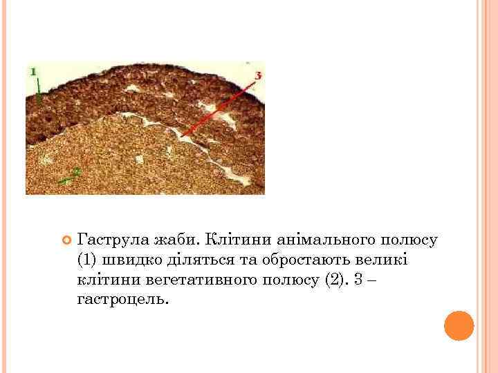  Гаструла жаби. Клітини анімального полюсу (1) швидко діляться та обростають великі клітини вегетативного