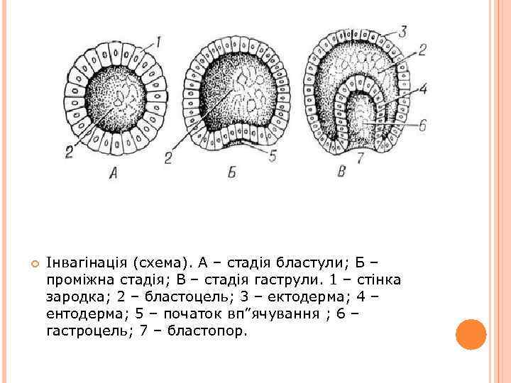  Інвагінація (схема). А – стадія бластули; Б – проміжна стадія; В – стадія