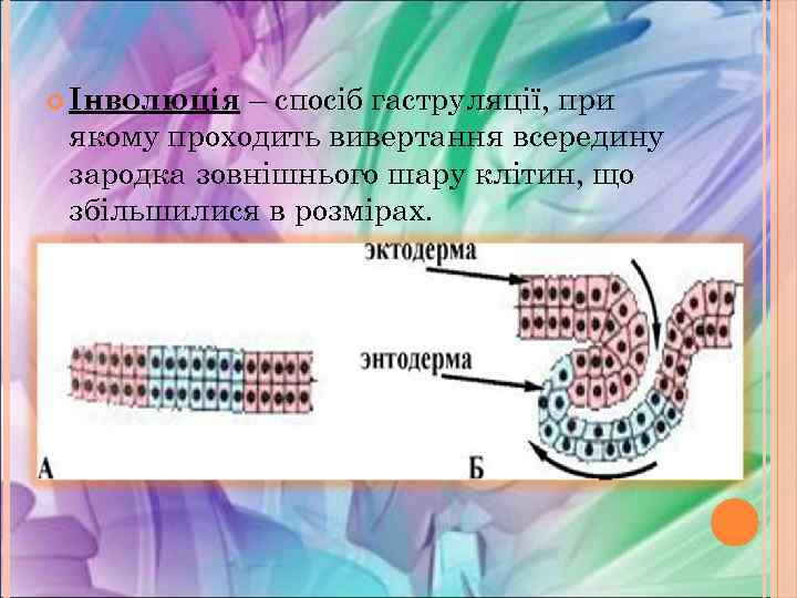 – спосіб гаструляції, при якому проходить вивертання всередину зародка зовнішнього шару клітин, що збільшилися
