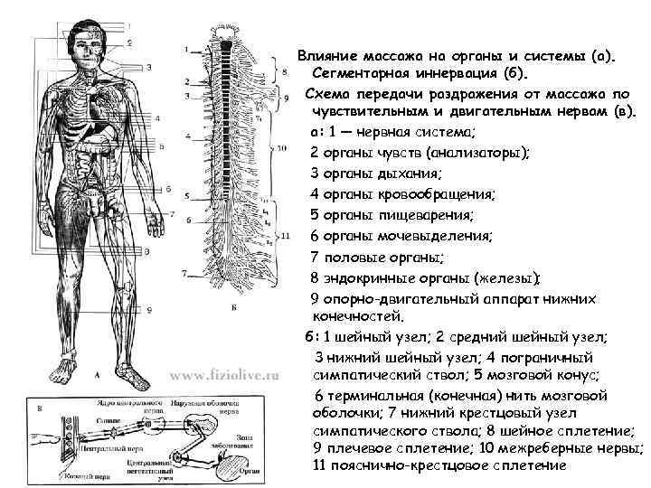 Влияние массажа на органы и системы (а). Сегментарная иннервация (б). Схема передачи раздражения от