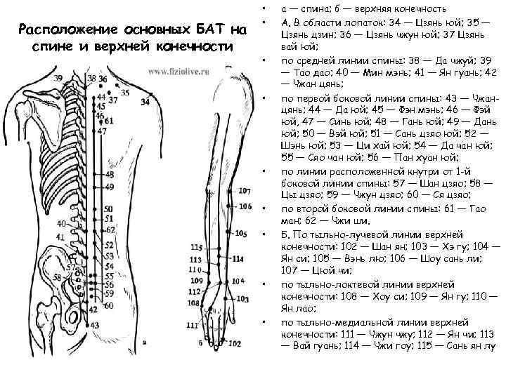 Расположение основных БАТ на спине и верхней конечности • • • а — спина;