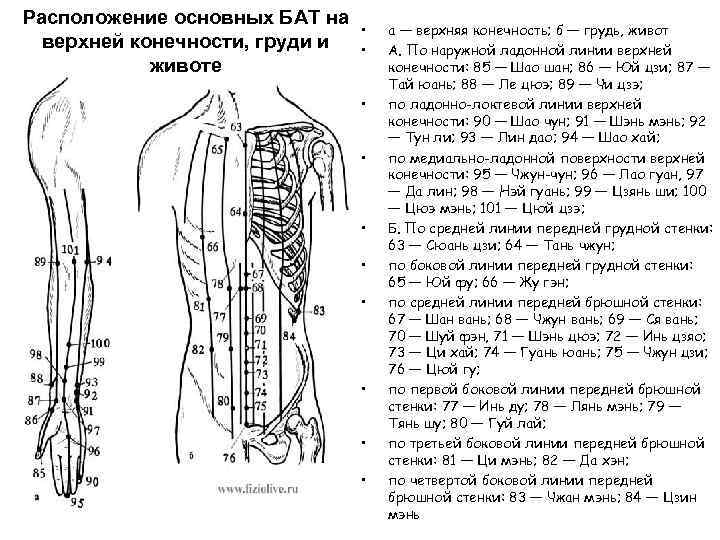 Биологически активные точки на теле человека фото с описанием