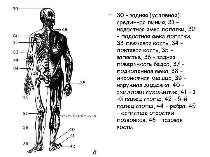 б – вид сзади • 30 – задняя (условная) срединная линия, 31 – надостная