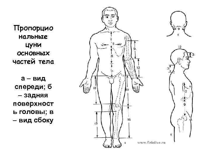 Пропорцио нальные цуни основных частей тела а – вид спереди; б – задняя поверхност