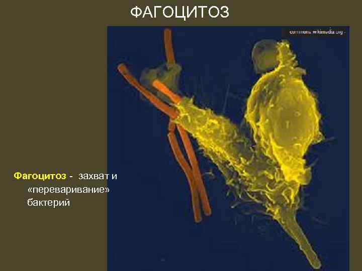 ФАГОЦИТОЗ Фагоцитоз - захват и «переваривание» бактерий 