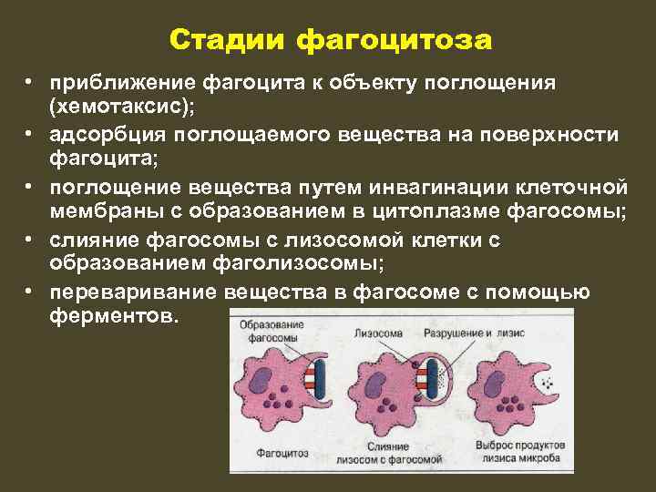 Этапы фагоцитоза