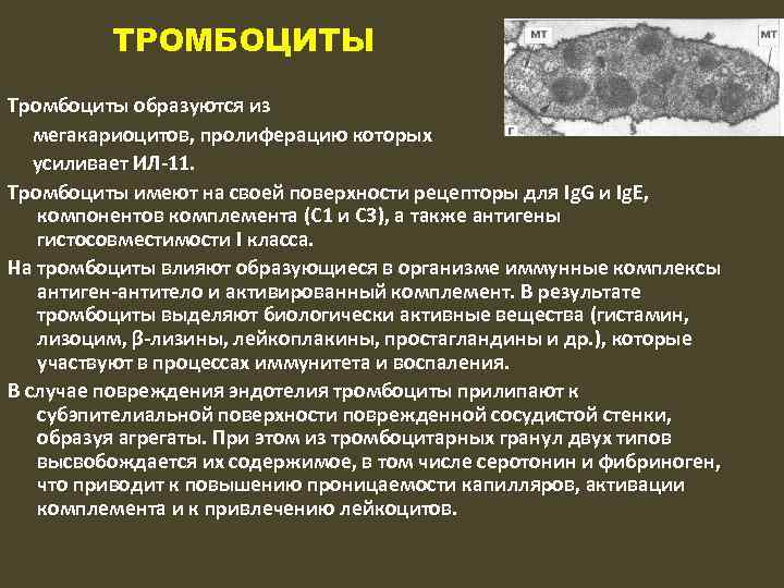 ТРОМБОЦИТЫ Тромбоциты образуются из мегакариоцитов, пролиферацию которых усиливает ИЛ-11. Тромбоциты имеют на своей поверхности