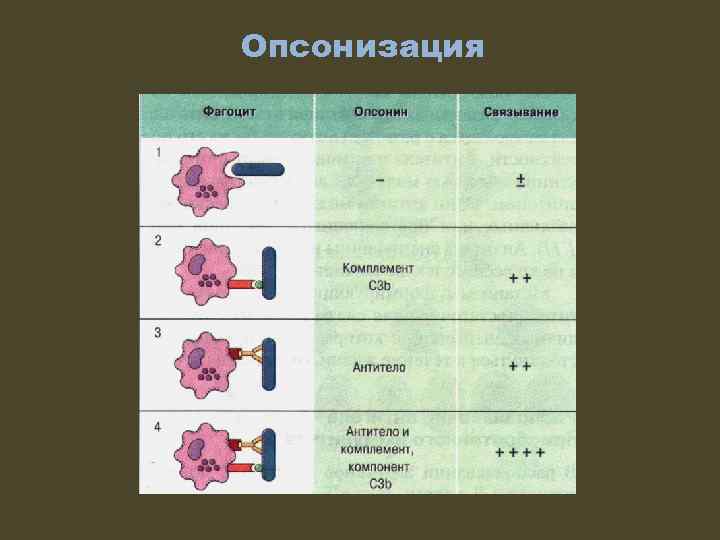 Опсонизация 