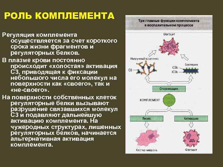Комплемент иммунитет. Функции комплемента иммунология. Роль системы комплемента. Система комплемента механизм. Основные функции системы комплемента.