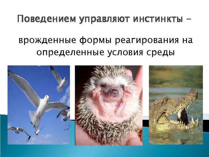 Поведением управляют инстинкты врожденные формы реагирования на определенные условия среды 