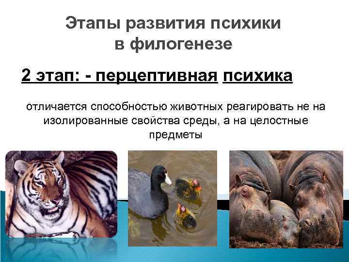 Этапы развития психики в филогенезе 2 этап: - перцептивная психика отличается способностью животных реагировать
