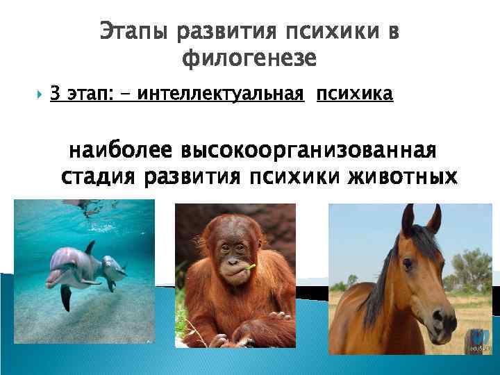 Этапы развития психики в филогенезе 3 этап: - интеллектуальная психика наиболее высокоорганизованная стадия развития