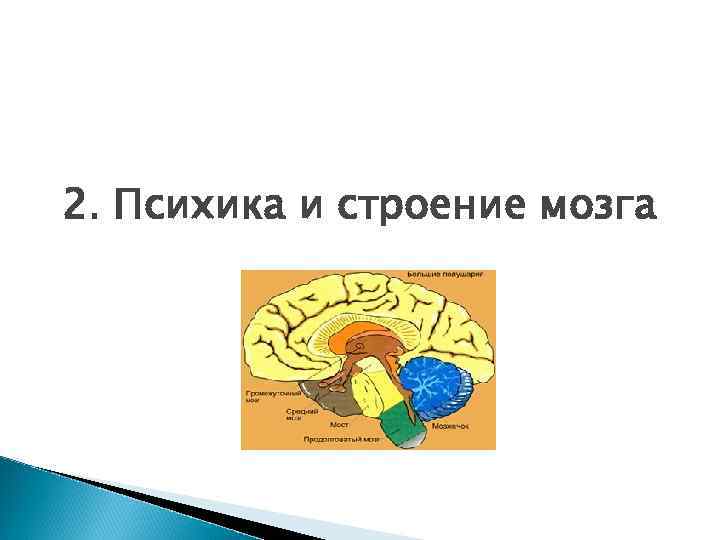 2. Психика и строение мозга 