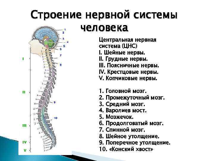 Строение нервной системы человека Центральная нервная система (ЦНС) I. Шейные нервы. II. Грудные нервы.