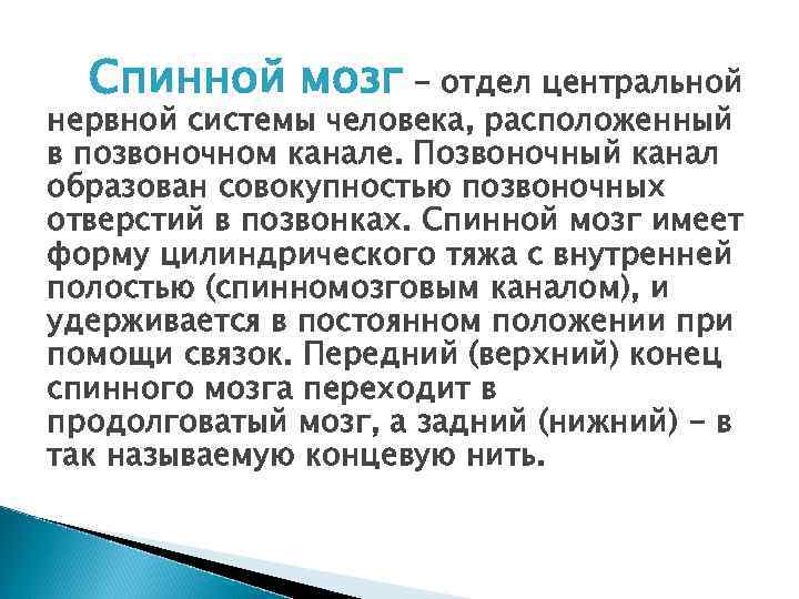 Спинной мозг - отдел центральной нервной системы человека, расположенный в позвоночном канале. Позвоночный канал