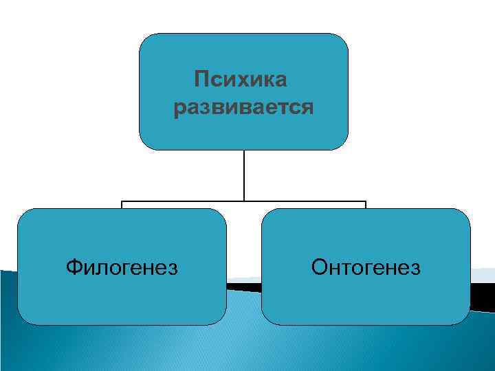 Психика развивается Филогенез Онтогенез 