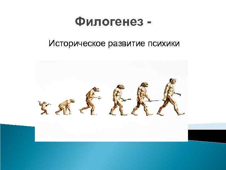 Филогенез Историческое развитие психики 