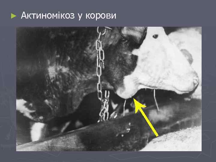 ► Актиномікоз у корови 