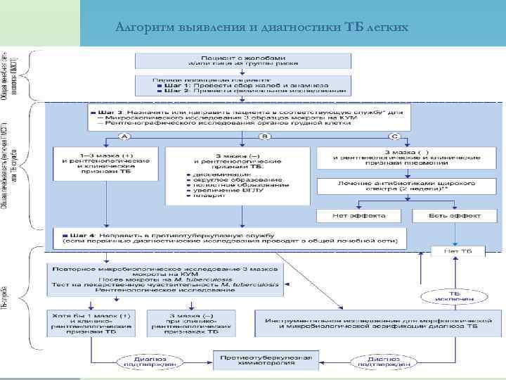 Алгоритм выявления и диагностики ТБ легких 