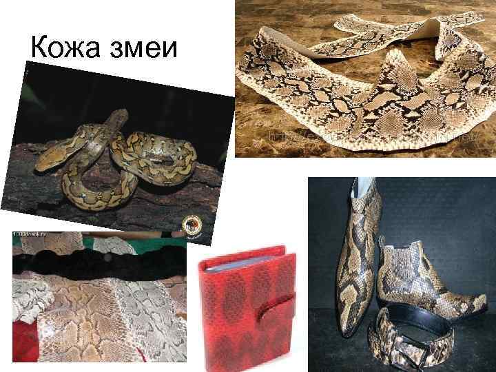 Кожа змеи 